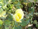 Rosa Lillipuziana gialla