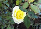 Rosa Lillipuziana gialla