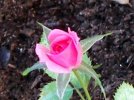 Rosa Lillipuziana rosa