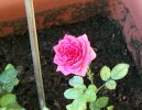 Rosa Lillipuziana rosa