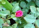 Rosa Lillipuziana rosa