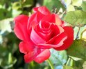 Rosa Lillipuziana rossa