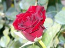 Rosa Lillipuziana rosso scuro