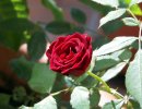 Rosa Lillipuziana rosso scuro