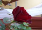 Rosa Lillipuziana rosso scuro