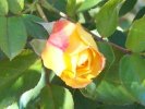 Rosa rampicante gialla con venature arancio