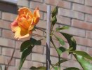 Rosa rampicante gialla con venature arancio