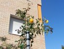 Rosa rampicante gialla con venature arancio