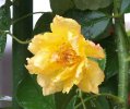 Rosa rampicante gialla con venature arancio