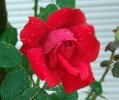 Rosa Rosso Vivo