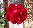 Rosa Rosso Vivo